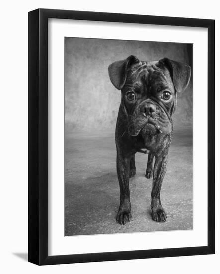 Portrait of Pug Bulldog Mix Dog-Panoramic Images-Framed Photographic Print