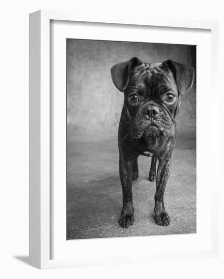 Portrait of Pug Bulldog Mix Dog-Panoramic Images-Framed Photographic Print