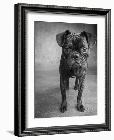 Portrait of Pug Bulldog Mix Dog-Panoramic Images-Framed Photographic Print