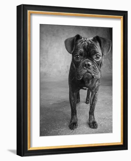 Portrait of Pug Bulldog Mix Dog-Panoramic Images-Framed Photographic Print