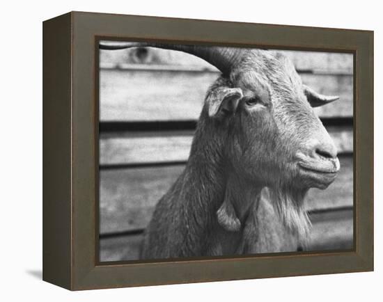 Portrait of "Red", a Judas Goat Who Leads Sheep into the Slaughter House-William Vandivert-Framed Premier Image Canvas