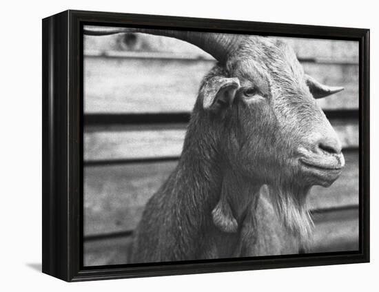 Portrait of "Red", a Judas Goat Who Leads Sheep into the Slaughter House-William Vandivert-Framed Premier Image Canvas