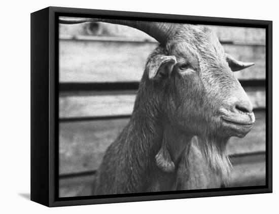 Portrait of "Red", a Judas Goat Who Leads Sheep into the Slaughter House-William Vandivert-Framed Premier Image Canvas