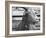 Portrait of "Red", a Judas Goat Who Leads Sheep into the Slaughter House-William Vandivert-Framed Photographic Print