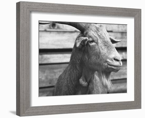 Portrait of "Red", a Judas Goat Who Leads Sheep into the Slaughter House-William Vandivert-Framed Photographic Print