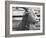 Portrait of "Red", a Judas Goat Who Leads Sheep into the Slaughter House-William Vandivert-Framed Photographic Print