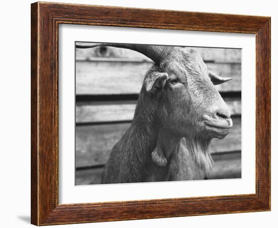 Portrait of "Red", a Judas Goat Who Leads Sheep into the Slaughter House-William Vandivert-Framed Photographic Print