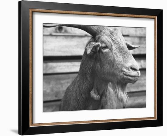 Portrait of "Red", a Judas Goat Who Leads Sheep into the Slaughter House-William Vandivert-Framed Photographic Print