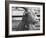 Portrait of "Red", a Judas Goat Who Leads Sheep into the Slaughter House-William Vandivert-Framed Photographic Print