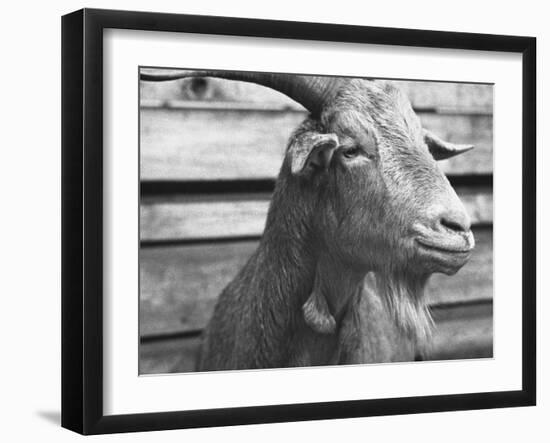 Portrait of "Red", a Judas Goat Who Leads Sheep into the Slaughter House-William Vandivert-Framed Photographic Print