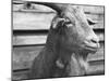 Portrait of "Red", a Judas Goat Who Leads Sheep into the Slaughter House-William Vandivert-Mounted Photographic Print