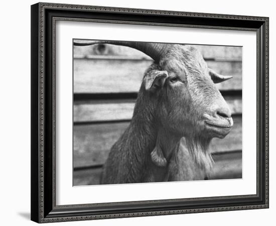 Portrait of "Red", a Judas Goat Who Leads Sheep into the Slaughter House-William Vandivert-Framed Photographic Print