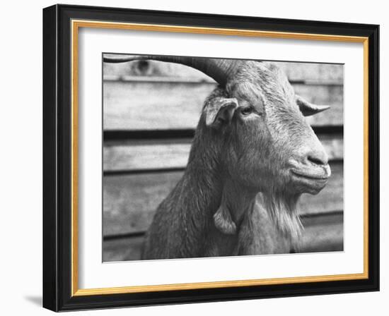 Portrait of "Red", a Judas Goat Who Leads Sheep into the Slaughter House-William Vandivert-Framed Photographic Print