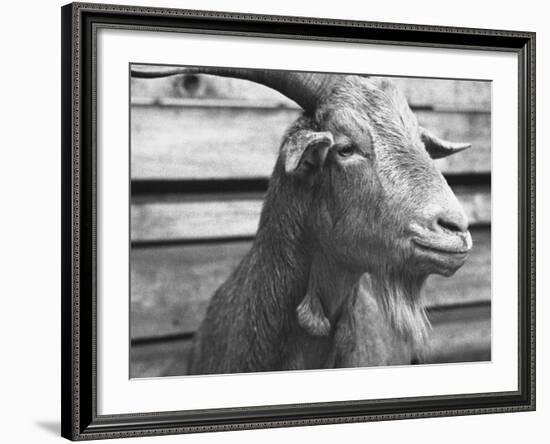 Portrait of "Red", a Judas Goat Who Leads Sheep into the Slaughter House-William Vandivert-Framed Photographic Print