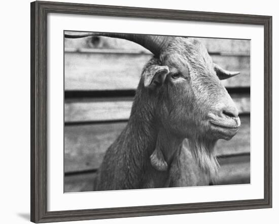 Portrait of "Red", a Judas Goat Who Leads Sheep into the Slaughter House-William Vandivert-Framed Photographic Print