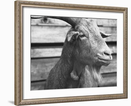 Portrait of "Red", a Judas Goat Who Leads Sheep into the Slaughter House-William Vandivert-Framed Photographic Print