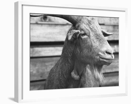 Portrait of "Red", a Judas Goat Who Leads Sheep into the Slaughter House-William Vandivert-Framed Photographic Print