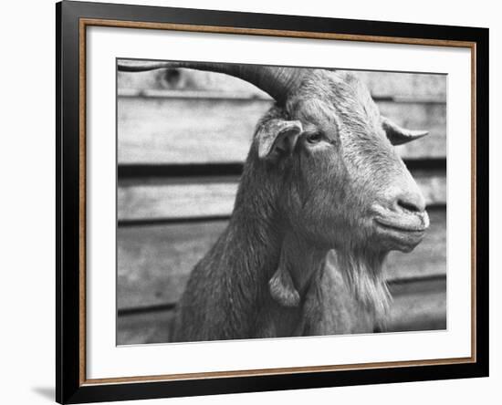 Portrait of "Red", a Judas Goat Who Leads Sheep into the Slaughter House-William Vandivert-Framed Photographic Print