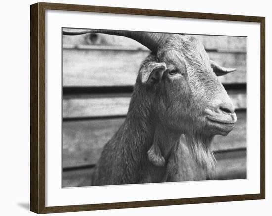 Portrait of "Red", a Judas Goat Who Leads Sheep into the Slaughter House-William Vandivert-Framed Photographic Print