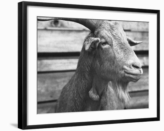 Portrait of "Red", a Judas Goat Who Leads Sheep into the Slaughter House-William Vandivert-Framed Photographic Print