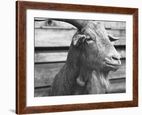 Portrait of "Red", a Judas Goat Who Leads Sheep into the Slaughter House-William Vandivert-Framed Photographic Print