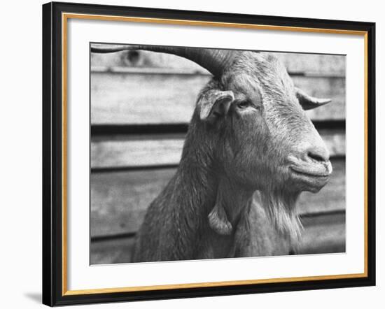 Portrait of "Red", a Judas Goat Who Leads Sheep into the Slaughter House-William Vandivert-Framed Photographic Print