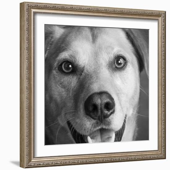 Portrait of Red Bone Coon Mix Dog-Panoramic Images-Framed Photographic Print