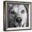 Portrait of Red Bone Coon Mix Dog-Panoramic Images-Framed Photographic Print