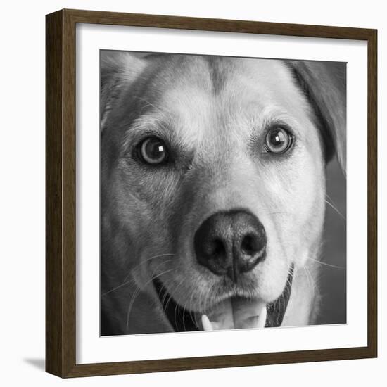 Portrait of Red Bone Coon Mix Dog-Panoramic Images-Framed Photographic Print