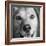 Portrait of Red Bone Coon Mix Dog-Panoramic Images-Framed Photographic Print