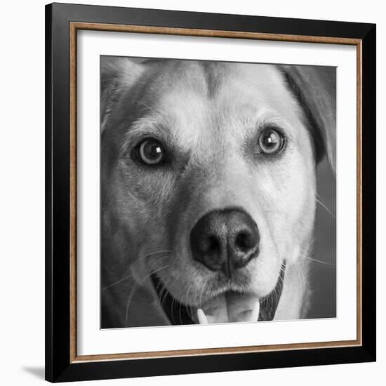 Portrait of Red Bone Coon Mix Dog-Panoramic Images-Framed Photographic Print