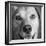 Portrait of Red Bone Coon Mix Dog-Panoramic Images-Framed Photographic Print