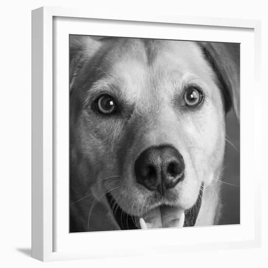 Portrait of Red Bone Coon Mix Dog-Panoramic Images-Framed Photographic Print