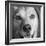 Portrait of Red Bone Coon Mix Dog-Panoramic Images-Framed Photographic Print