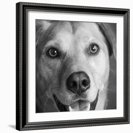 Portrait of Red Bone Coon Mix Dog-Panoramic Images-Framed Photographic Print