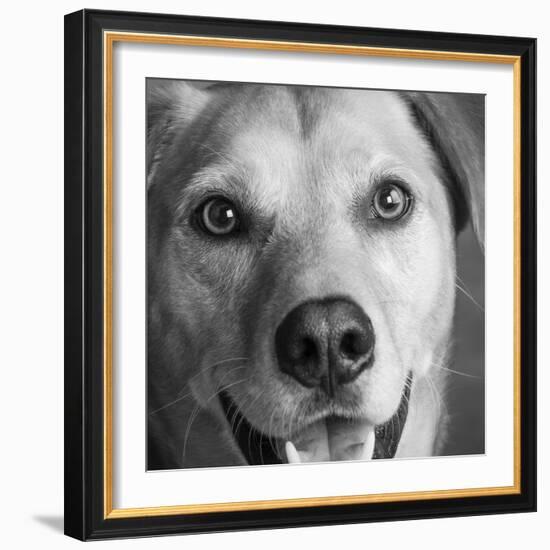 Portrait of Red Bone Coon Mix Dog-Panoramic Images-Framed Photographic Print