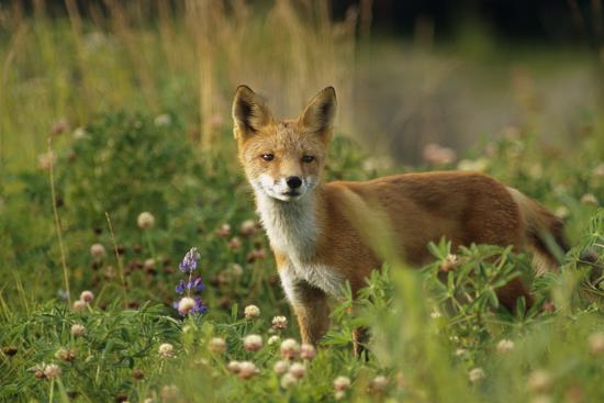 portrait-of-red-fox-in-meadow-captive-sc-ak-summer-ak-big-game-animal-park_u-l-pu63ci0.jpg