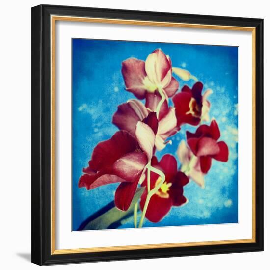 Portrait of Red Miltonia Orchid on Blue Background-Alaya Gadeh-Framed Photographic Print