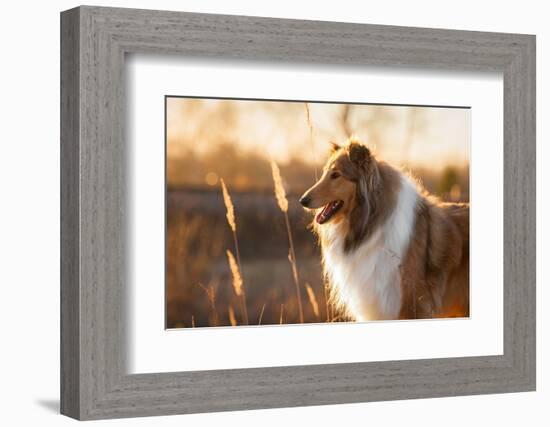 Portrait of Rough Collie at Sunset-Grigorita Ko-Framed Photographic Print