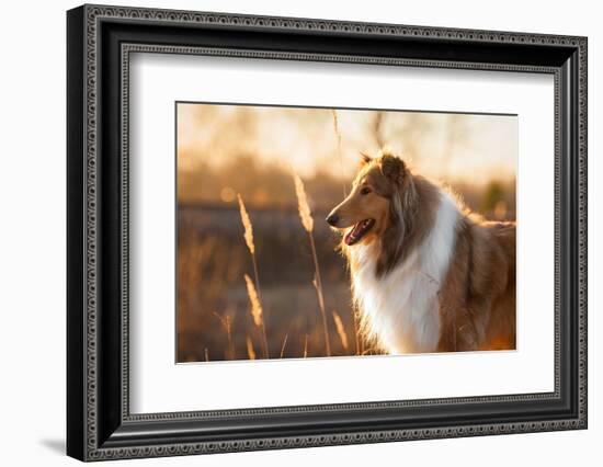 Portrait of Rough Collie at Sunset-Grigorita Ko-Framed Photographic Print