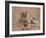 Portrait of Royal Bengal Tiger, Ranthambhor National Park, India-Jagdeep Rajput-Framed Photographic Print