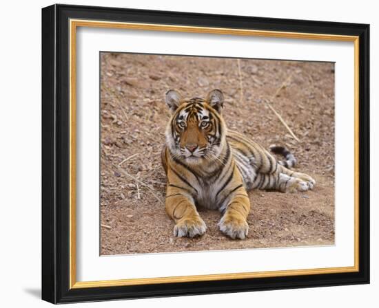 Portrait of Royal Bengal Tiger, Ranthambhor National Park, India-Jagdeep Rajput-Framed Photographic Print