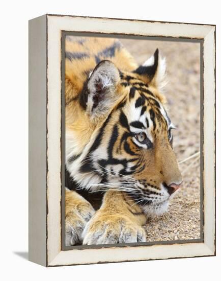 Portrait of Royal Bengal Tiger, Ranthambhor National Park, India-Jagdeep Rajput-Framed Premier Image Canvas