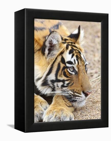 Portrait of Royal Bengal Tiger, Ranthambhor National Park, India-Jagdeep Rajput-Framed Premier Image Canvas