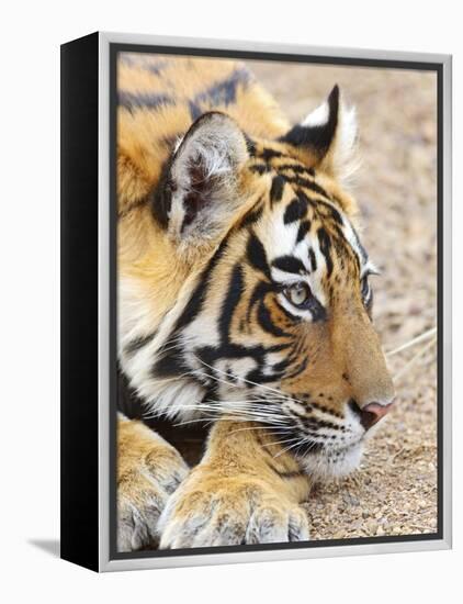 Portrait of Royal Bengal Tiger, Ranthambhor National Park, India-Jagdeep Rajput-Framed Premier Image Canvas