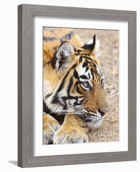 Portrait of Royal Bengal Tiger, Ranthambhor National Park, India-Jagdeep Rajput-Framed Photographic Print