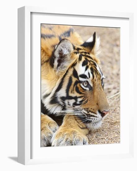 Portrait of Royal Bengal Tiger, Ranthambhor National Park, India-Jagdeep Rajput-Framed Photographic Print