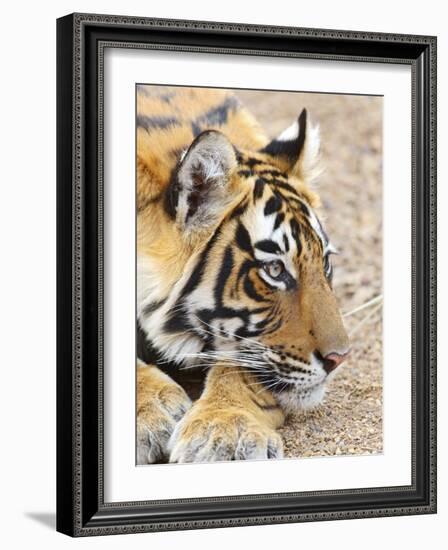 Portrait of Royal Bengal Tiger, Ranthambhor National Park, India-Jagdeep Rajput-Framed Photographic Print