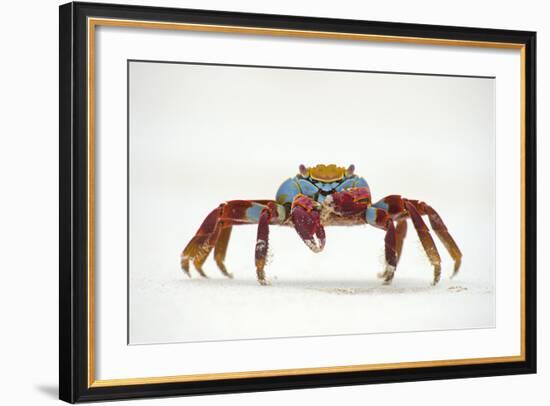 Portrait of Sally Lightfoot Crab (Grapsus Grapsus) on a Beach-Alex Mustard-Framed Photographic Print