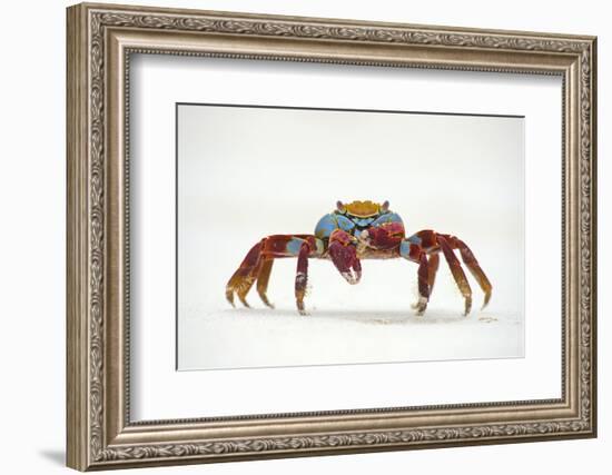 Portrait of Sally Lightfoot Crab (Grapsus Grapsus) on a Beach-Alex Mustard-Framed Photographic Print